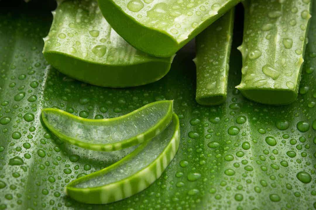 Aloe vera auttaa auringonpolttamiin.
